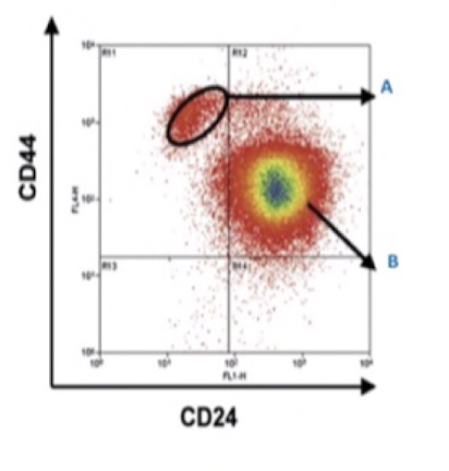 <p>Study the figure and select the correct statements.</p><p></p><p>A. Cell population labelled A have CD44high/CD24low</p><p>B. Cell population labelled B CD44high/CD24low</p><p>C. Cell population labelled A form mammospheres better than the population labeled B</p>