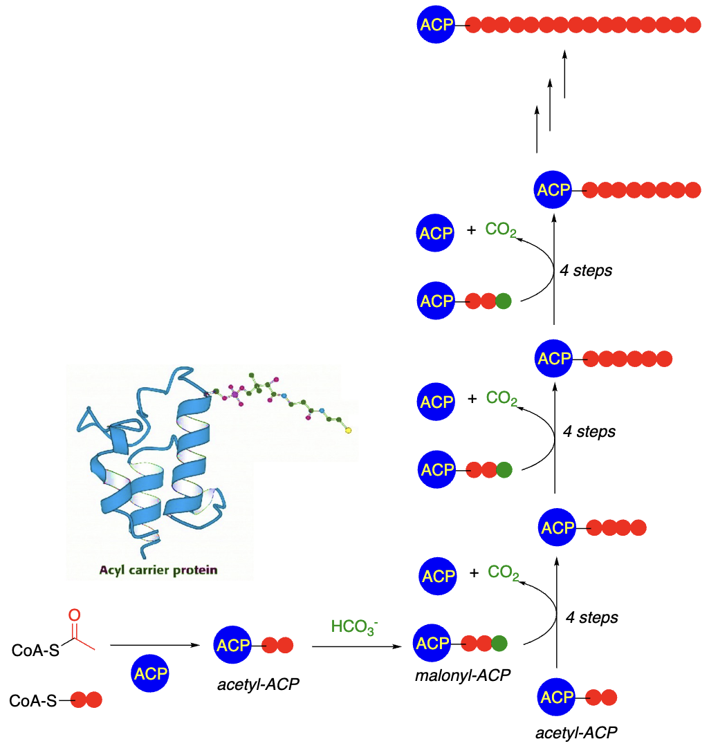 <p><strong>Simplified Steps of Fatty Acid Synthesis:</strong></p><ul><li><p>Acetyl-CoA (__) transferred ____________ (ACP) —> acetyl-ACP</p></li><li><p>Acetyl-ACP activated by condensation with ______ (1C) —> malonyl-ACP (__)</p></li><li><p>Malonyl-ACP (3C) condenses with another _________ (__)—> 4C acyl-ACP + CO2</p></li><li><p>Several steps yield a ____ extended fatty acid-ACP</p></li><li><p>All of the above are repeated many times to produce __________ of the desired length</p></li></ul><p></p>
