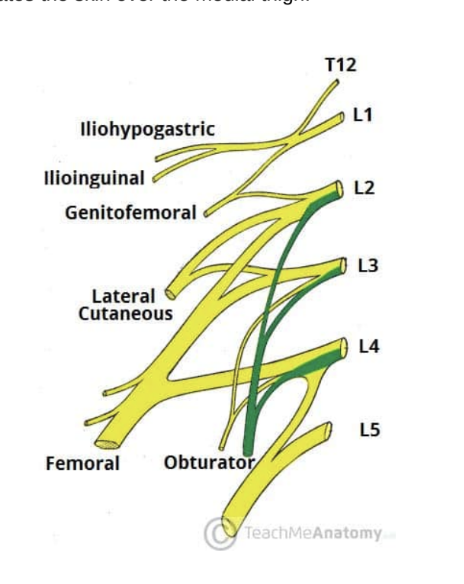 <ul><li><p>5th branch of lumbar plexus</p></li><li><p>Roots — L2, L3, L4</p></li><li><p>Motor functions — innervates muscles of medial thigh — </p><ul><li><p>Obturator externus, adductor longus, adductor brevis, adductor magnus &amp; gracilis</p></li></ul></li><li><p>Sensory functions — innervates skin over medial thigh </p></li></ul>