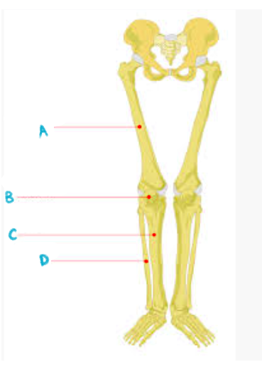 <p>name the bones of the leg</p>