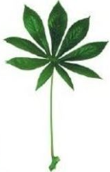 three, five, seven or more leaflets are all attached at one point near the tip of the petiole and they radiate out from this tip.   