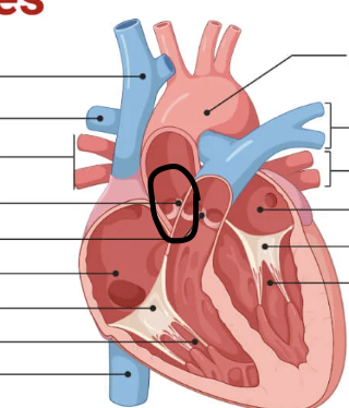 <p>Aortic semi lunar valve</p>