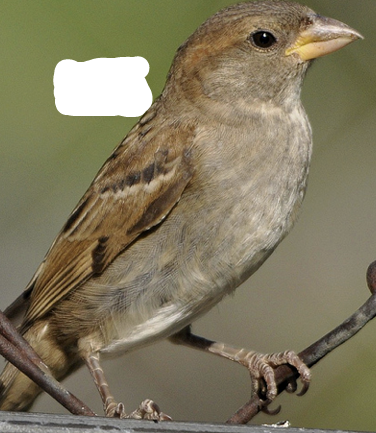 <p>What Bird is this? and gender</p>