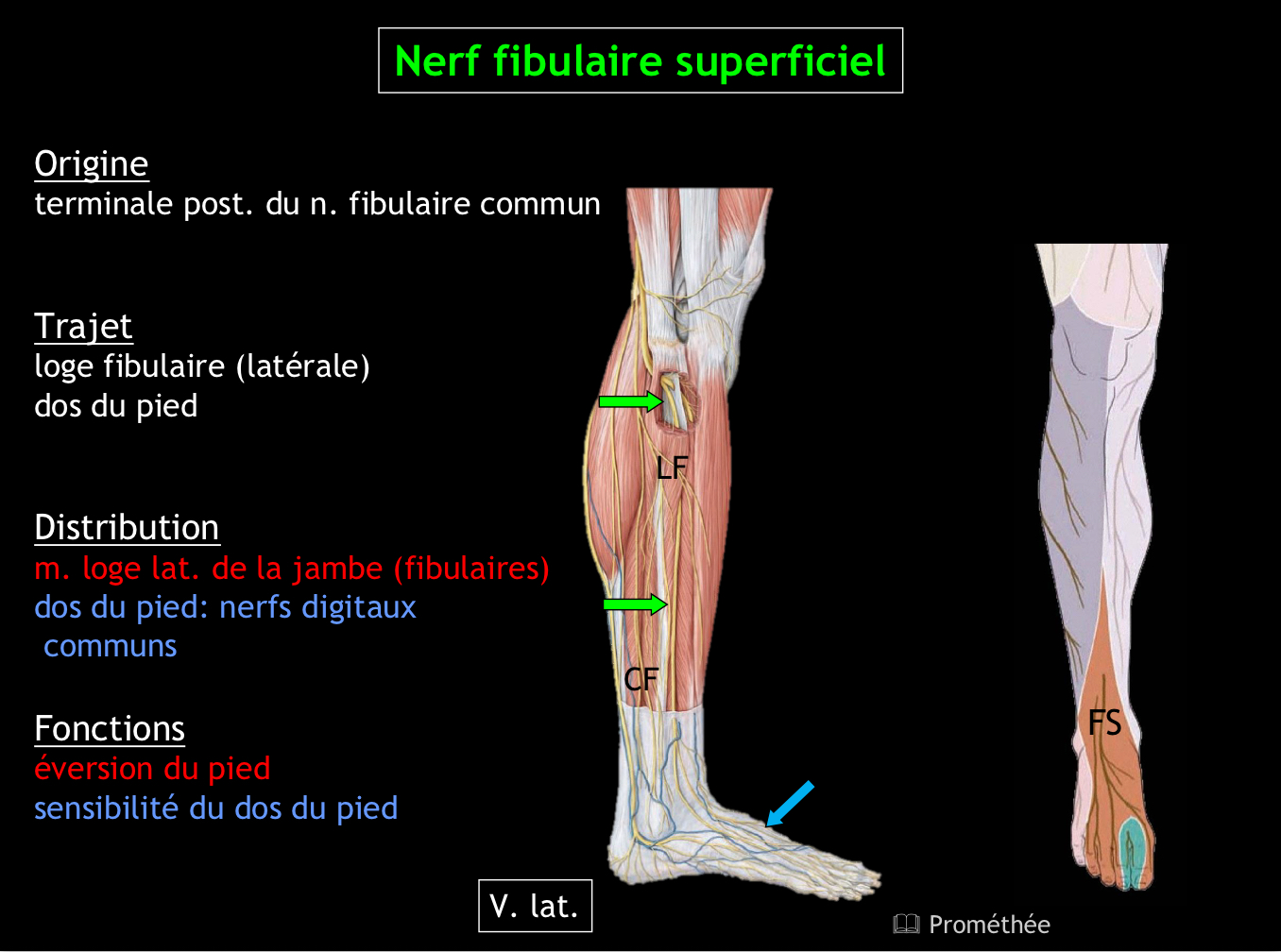 <p>Éversion du pied, sensibilité du dos du pied</p>