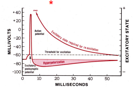 <p>occurs due to inactivated Na+ channels and hyperpolarization</p>