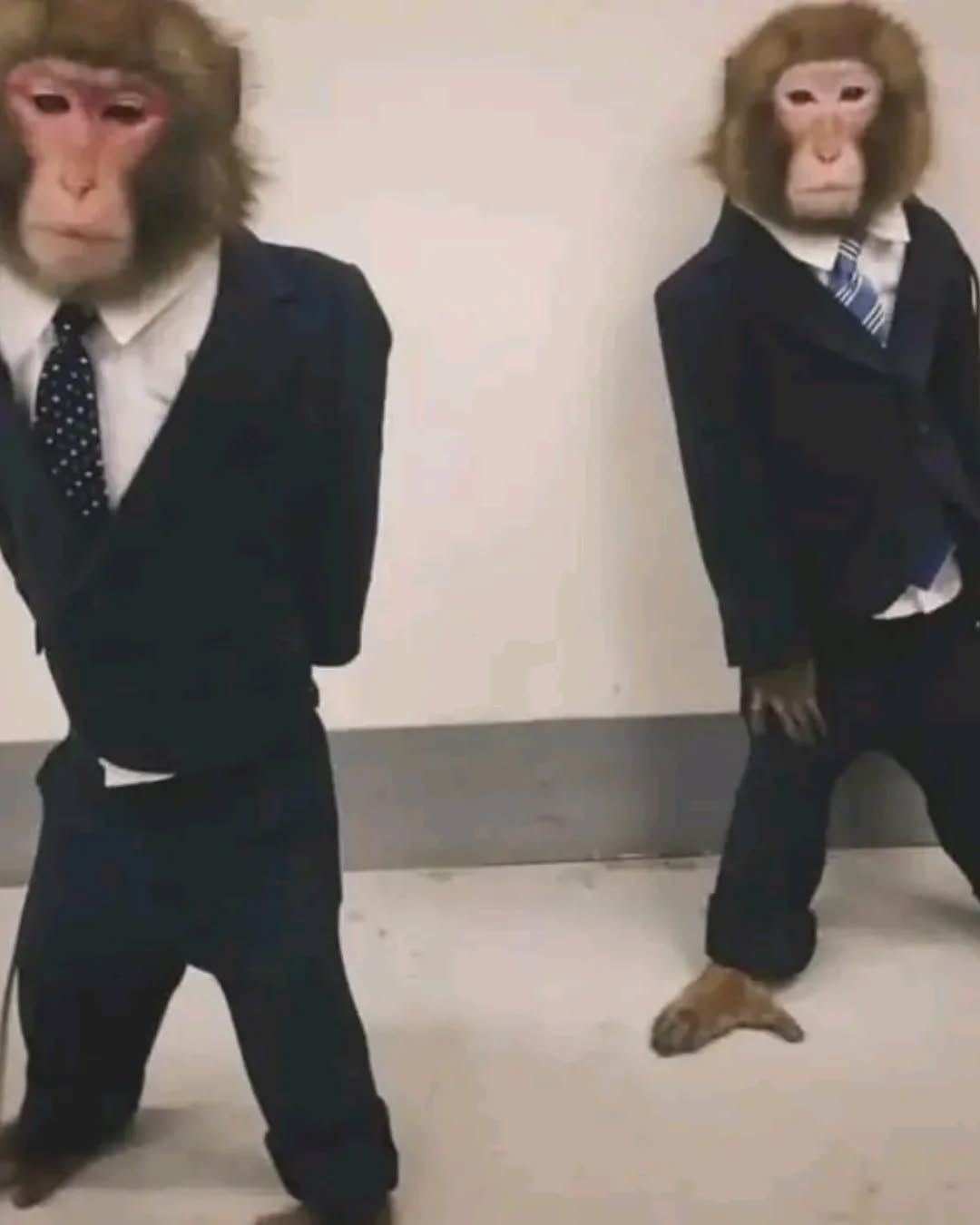 <p>The Senate and the House of Representatives.</p>