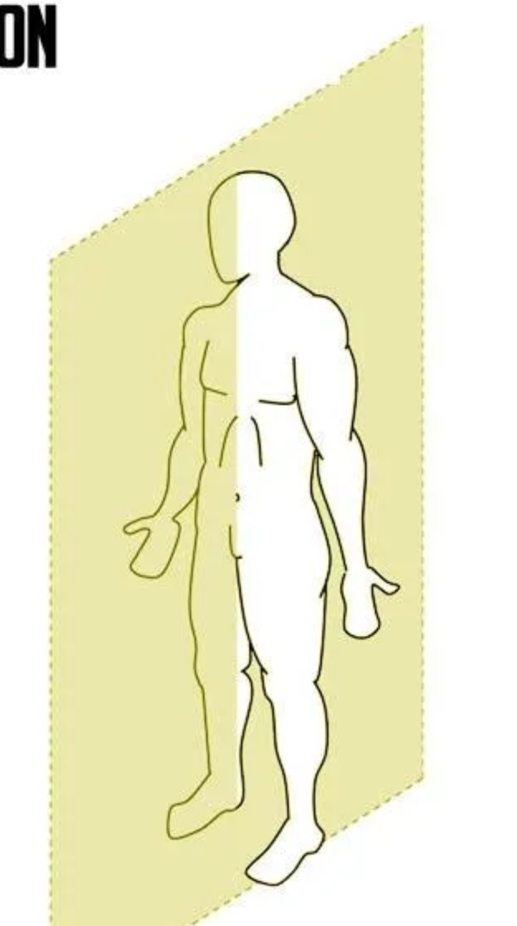 <p>divides body left and right</p>