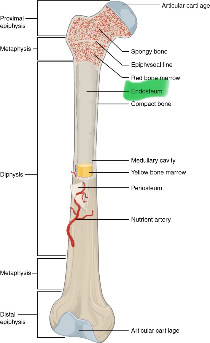 <p>Lines spaces, cavity</p>