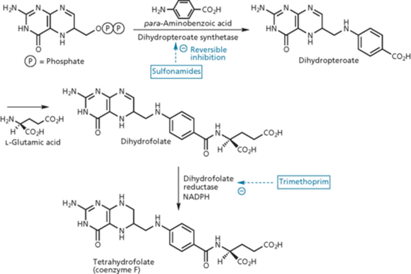 <p>blocked folic acid pathway</p><p>- tetrahydrofolate = vitamin</p><p>- prokaryotes need to make folate (de novo folate synthesis)</p><p>- para-aminobenzoic acid looks similar to sulfonamide </p><p>- dihydropteroate synthetase makes dihydropteroate (we do not do this, we get it from our diet)</p><p>- if you increase dihydropteroate synthetase (target), it increases effectiveness of the drug</p><p>- suicide reaction, sulfonamide acts as a fake substrate (dead end product)</p><p>- over expression of DHPS - exhausts substrates of folate synthesis</p>