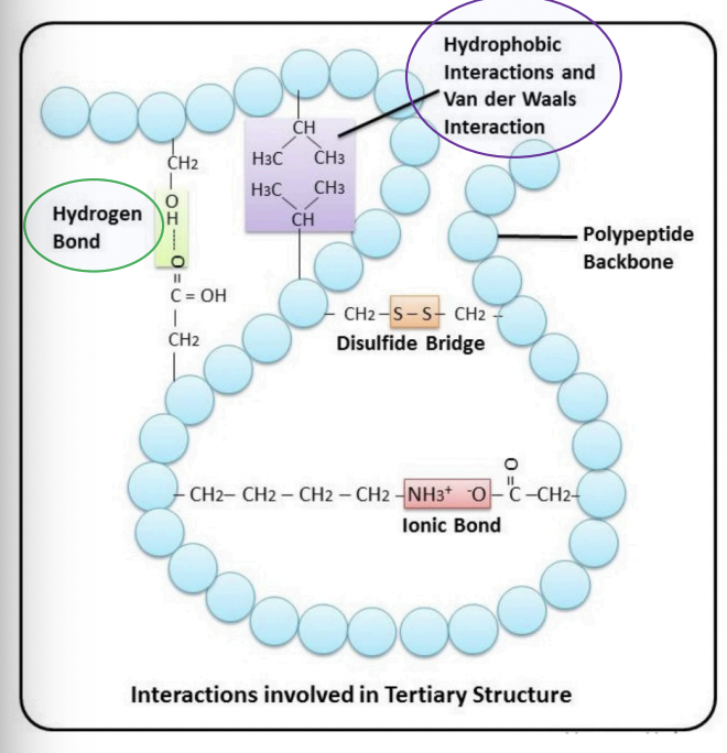 <p>= interactions between non-polar amino acids</p><p>(Ala, Val, Ile, Leu, Trp, Phe)</p><ul><li><p>Hydrophobic aa: clustered in the core of he protein away from water</p></li><li><p>Hydrophilic aa: exposed at the surface</p></li></ul><p></p>