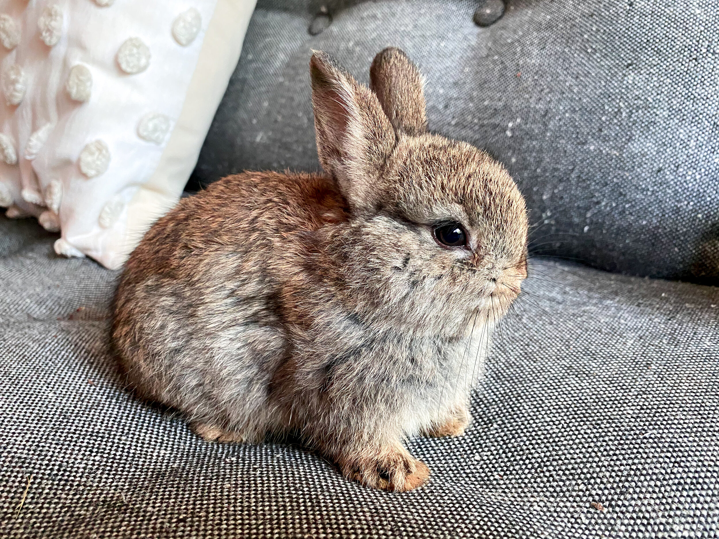 Rabbit