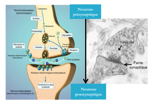 <p>1) Transduction du signal : </p><ul><li><p>Passage de l’information d’un neurone à un autre par des molécules chimiques (neurotransmetteurs)</p></li></ul><p>2) Rétroaction et plasticité : </p><ul><li><p>Le neurone qui envoie le signal reçoit une rétroaction pour pouvoir modifier son action (plasticité)</p></li></ul><p>3) Recapture : </p><ul><li><p>Le neurone recapture les molécules pour arrêter son action où elles sont recyclées ou dégradées</p><p></p></li></ul><p>Synapse type (suite neurotransmission) : </p><ul><li><p>Élément postsynaptique (généralement dendritique)</p></li><li><p>Renflement  axonal : accumulation de vésicules près de la jonction, mitochondrie</p></li><li><p>Complexe jonction synaptique</p></li><li><p>Élargissement de la dendrite (forme + arrondie)</p></li><li><p>Élargissement des membranes et rectitude (semble + droite et rigide)</p></li><li><p>Élargissement de l’espace synaptique (fente)</p></li></ul><p></p><p></p>