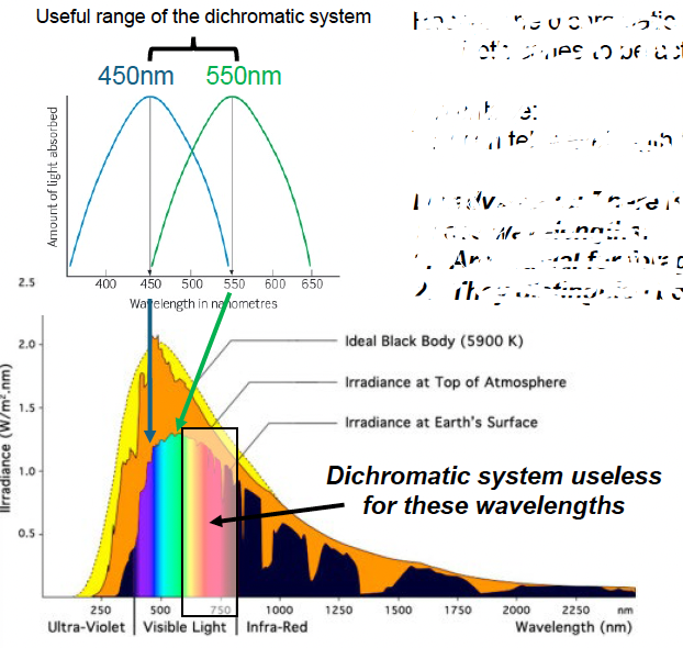 <p>450nm-550nm</p><p>wavelengths outside of that range is useless</p><ul><li><p>animals have difficulty distinguishing between non-nutriotious leaves and nutritious fruit.</p></li></ul><img src="https://knowt-user-attachments.s3.amazonaws.com/d1de2768-6439-4f66-bee6-8938e26d5344.png" data-width="100%" data-align="center"><p></p>