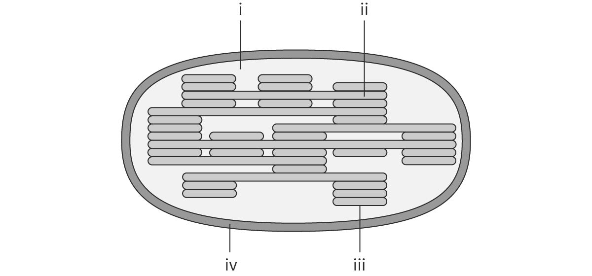 <p><span>In the diagram of a chloroplast shown, where will the Calvin cycle take place? (i, ii, iii, or iv)</span></p>