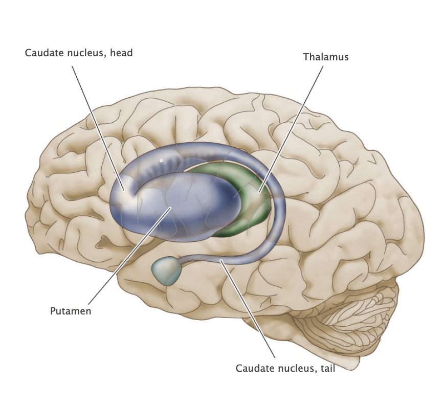 <p>A group of prominent nuclei lying deep in the subcortical white matter of the cerebral hemispheres that are involved in motor and cognitive functions. The caudate nucleus, putamen, and the globus pallidus are the major components of the basal ganglia; however, additional structures, including the subthalamic nucleus and substantia nigra, modulate the processing of signals in the intrinsic circuitry of the basal ganglia. The basal ganglia serve to regulate the expression of bodily movements, affective behavior and certain cognitive processes by integrating widespread inputs from the cerebral cortex and modulating the activity of relevant thalamic relay nuclei.</p>