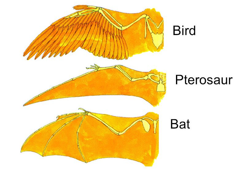 <p><span>The airfoils of pterosaurs and bats are _____ as wings, but _____ as forelimbs.</span></p>