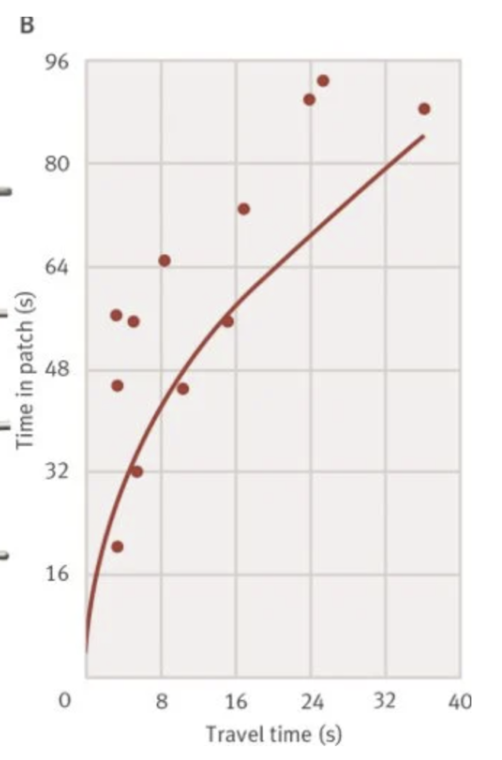 <p>-Methods: Researchers set up containers of mealworms to be different patches and travel time was measured as duration opening the containers</p><p><span>-Results: The amount of time birds spent in a patch matched the optimal time predicted by the marginal value theorem </span></p>