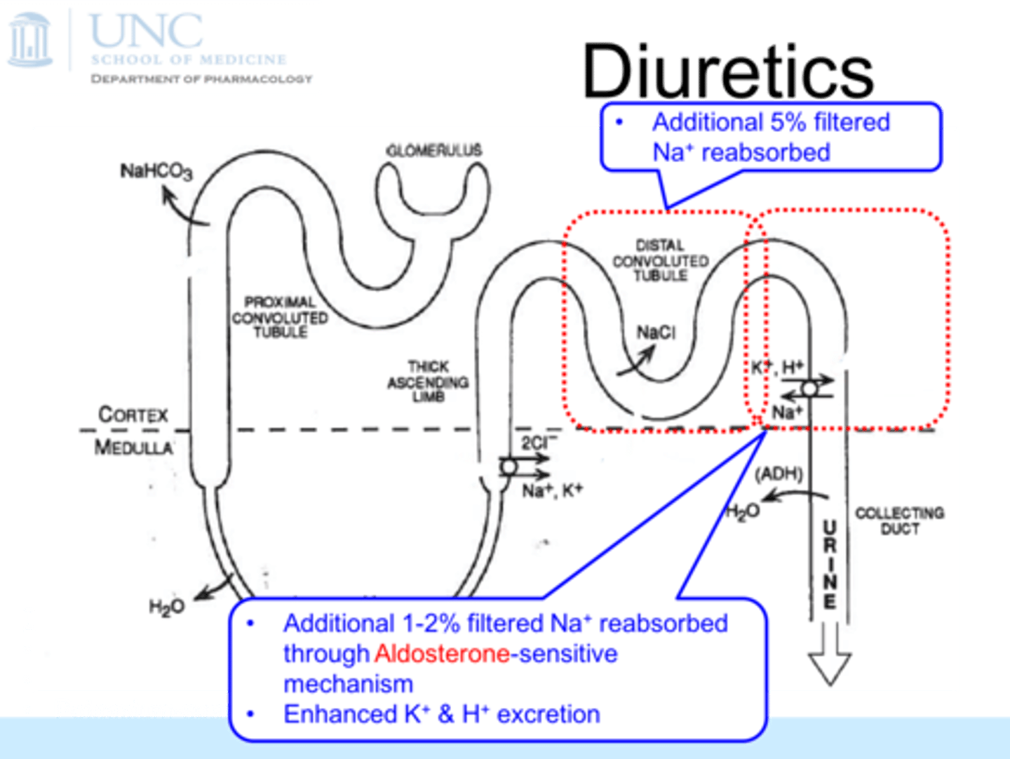 <p>filtered at glomerulus is returned to blood at the distal convoluted tubule</p><p>more than 99%</p>