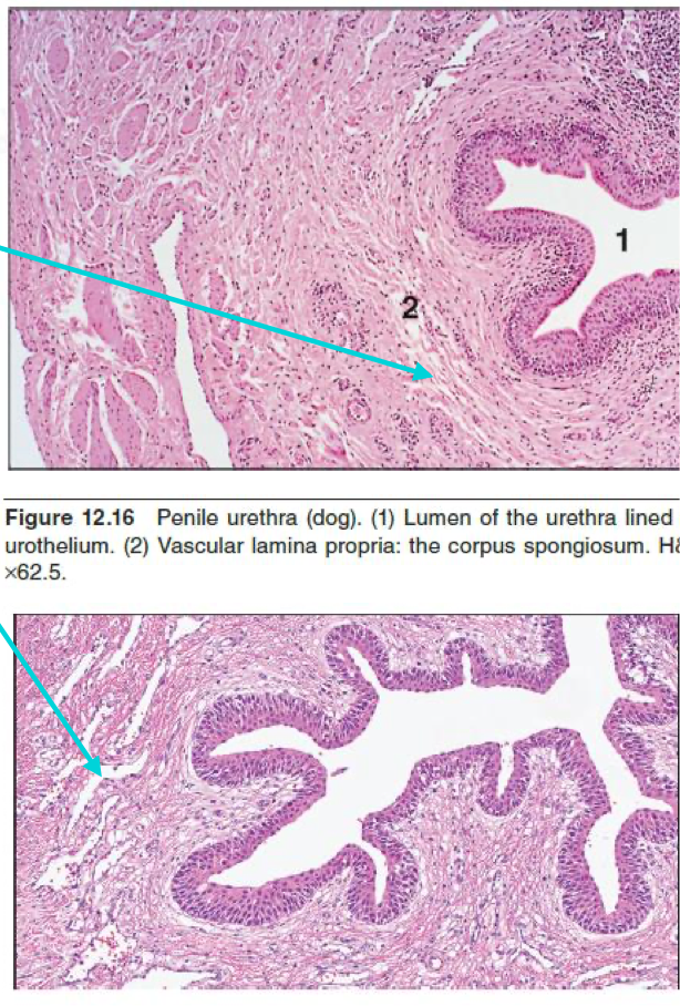 <p>What is the blue arrows pointing to?</p>