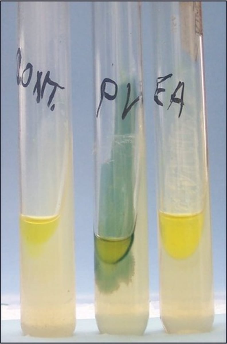 <p>The reagent added to this test indicates presence of</p>