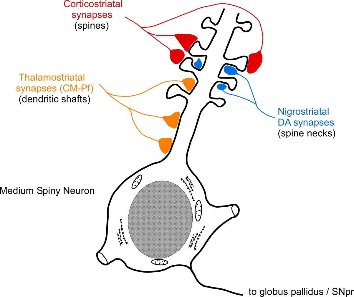 <p>synaptic sites suggest that dopamine modulates corticostriatal interactions</p>