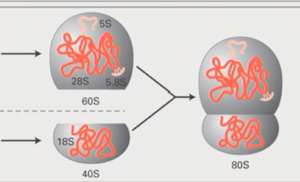 <ul><li><p>Large 60S subunit and small 40S subunit combnie to form 80S eukaryotic ribosome</p></li></ul><p></p>