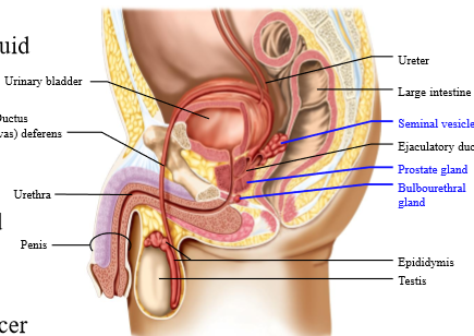 <p>inferior to the bladder</p>