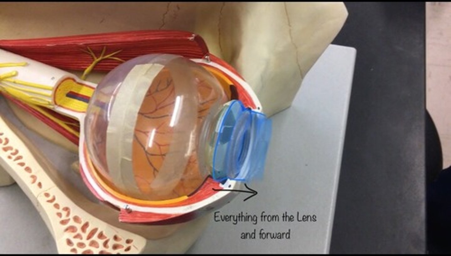 <p>contains this water like fluid called aquaneous humor; includes the cornea, iris, ciliary body, and lens. Everything in front the lens.</p>