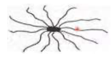 <p>Flagellar arrangement in which flagella cover the surface of the cell</p>