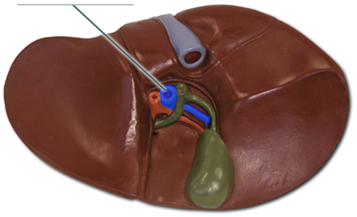 <p>A vein that carries blood from the gastrointestinal tract and spleen to the liver.</p>