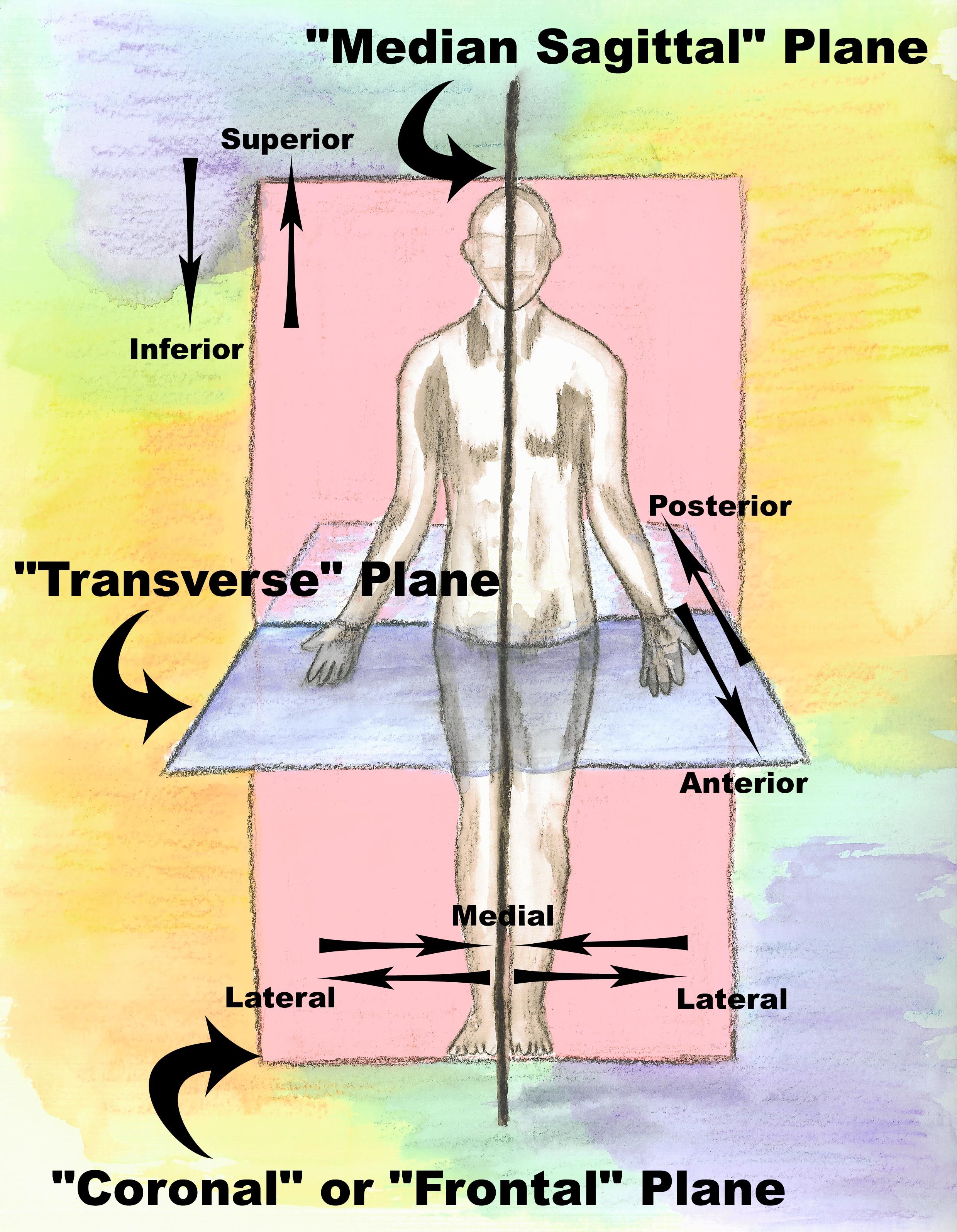 <p>different views of the internal structure of an organ or a body cavity. these views are obtained by making this along a specific plane</p>
