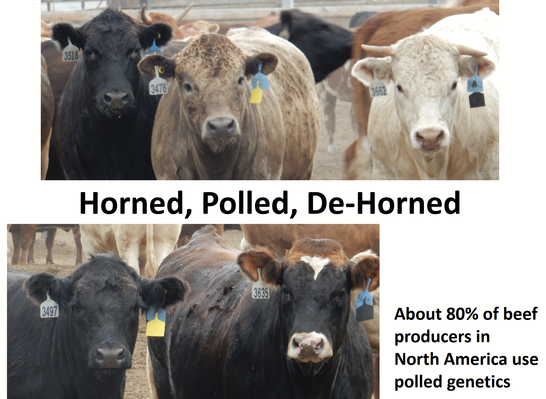 <p>Genetically do not grow horns. Done to protect cattle in feedlot (reduce tussles, etc,).</p><p>In beef, dehorning is becoming less and less common because genetics are skewing towards non-horned animals.<br>- e.g. dominant trait in Angus.</p><p><strong>About 80% of beef producers in North America use these genetics.</strong></p>