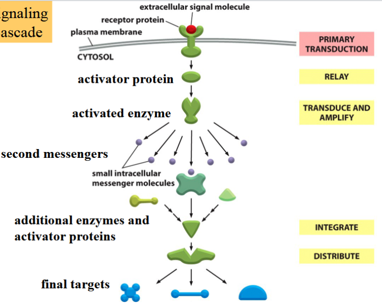 <p>triggered when an external signal molecule binds to a surface receptor → becomes activated</p><p>activated receptor relays signal to cell’s interior → initiate intracellular cascade of molecular events leading to a response</p>
