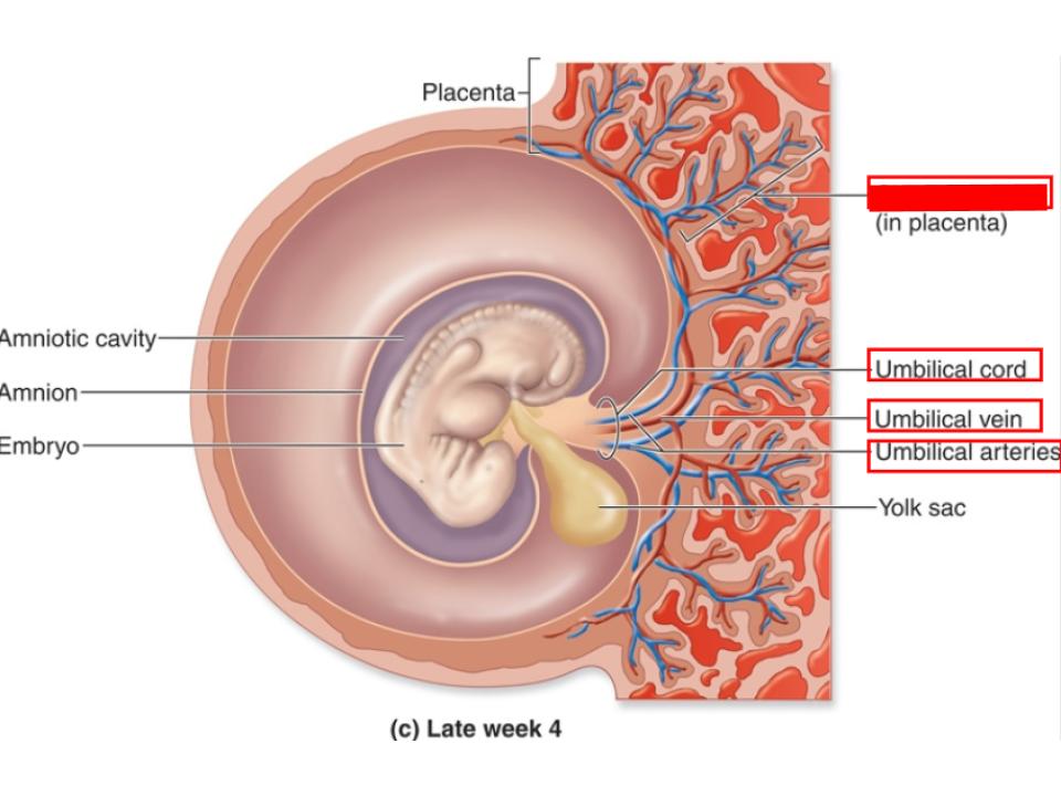 <p>with placenta</p>