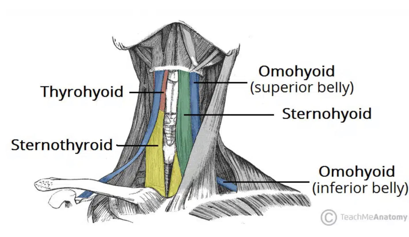 <p>b. Omothyroid </p><div data-type="horizontalRule"><hr></div><p>Sternohyoid</p><p><strong>Omohyoid</strong></p><p>Sternothyroid</p><p>Thyrohyoid</p>