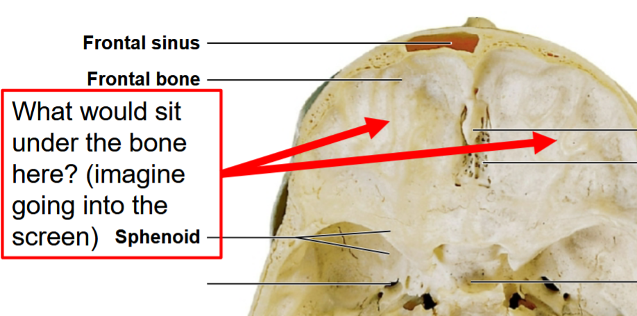 <p><span>What would sit under the bone here?</span></p>