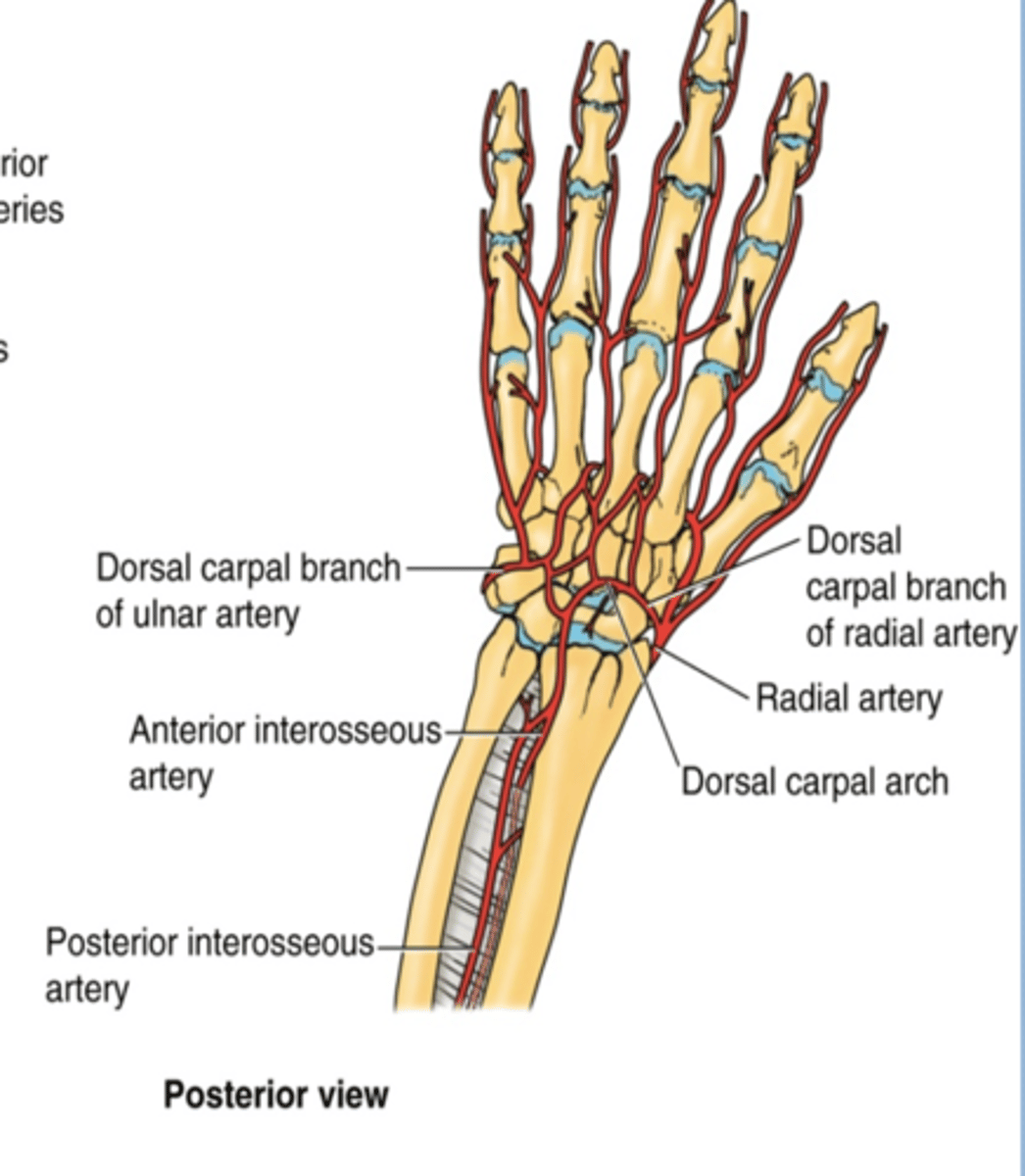 <p>Course: runs across dorsal aspect of wrist to anastomose with dorsal carpal branch of radial a. to form the dorsal carpal arch</p>