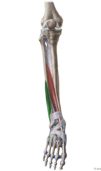 <p>MUSCLE:</p><p>ORIGIN:</p><p>INSERTION:</p><p>NERVE:</p><p>ACTION:</p>