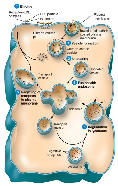 <p>A large molecule binds to the cell, the receptor becomes triggered and tells the cell to take in the substance by forming a vesicle around it, the vesicle moves into the cell and it begins uncoating the vesicle, it fuses with endosome, the remaining receptors are recycled, and then the substance is degraded in lysosome (viruses take advantage of this)</p>