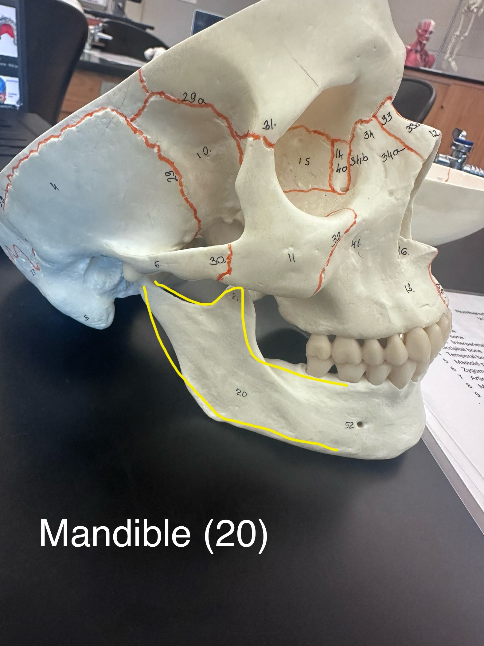 <p>Mandible</p>