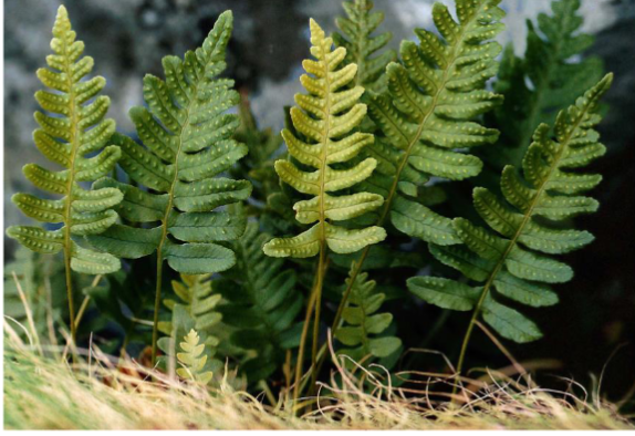 <p>Common name:<strong> Fern</strong></p>