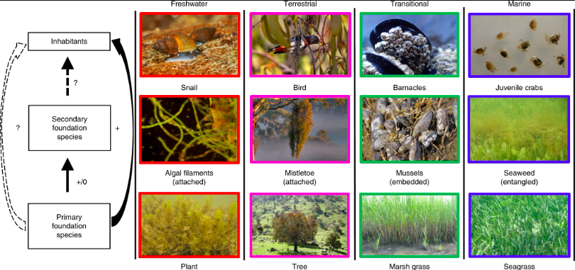 <ul><li><p><span>Foundation species are considered the “base” of a community, having the greatest influence on its overall structure. </span></p></li><li><p><span>They are usually the primary producers—organisms that bring most of the energy into the community.</span></p></li></ul>