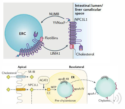 <p>Enterocytes - Regulation of Absorption</p>