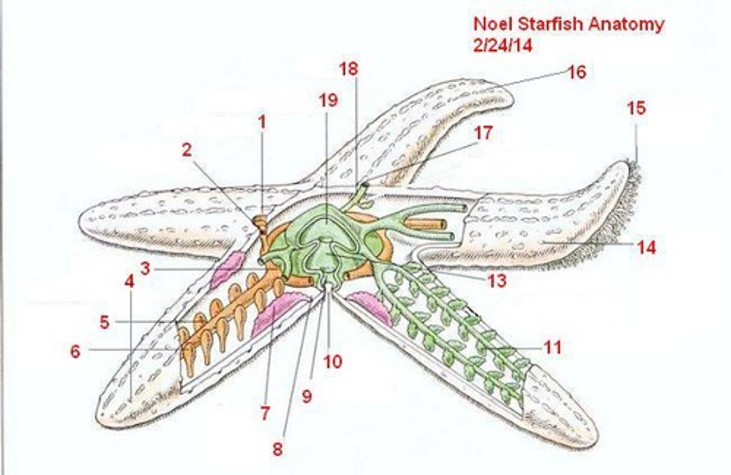 <p>Some echinoderms use these to respire and remove waste</p>