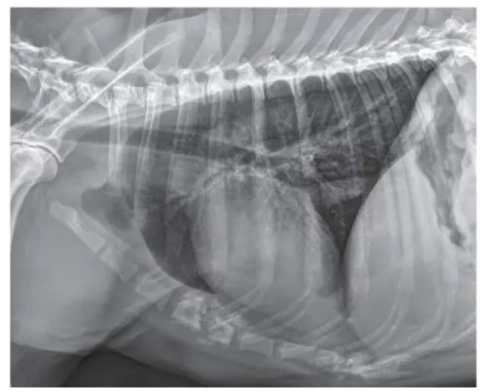 <p>On this right lateral view of 7yo canine patient presenting with lethargy + exercise intolerance, what is the radiographic finding?</p>