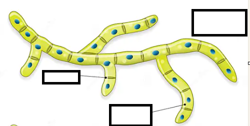 <p>What is this an image of?</p>