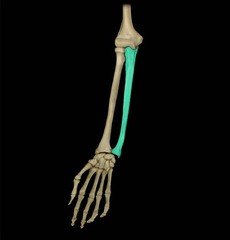 <p>lower arm on the pinky side</p>