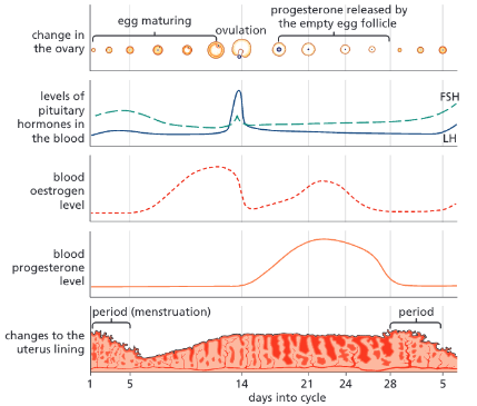 <p><strong><u><mark data-color="blue" style="background-color: blue; color: inherit;">Menstrual Cycle:</mark></u></strong></p><p><strong><u><mark data-color="blue" style="background-color: blue; color: inherit;">Roles of Hormones:</mark></u></strong></p><ul><li><p><strong>FSH:</strong></p><ul><li><p>Secreted by _________ ________</p></li><li><p>Makes eggs ________ in their follicles in the _______</p></li><li><p>Stimulates ________ to produce __________</p></li></ul></li><li><p><strong>Oestrogen:</strong></p><ul><li><p>Made and secreted by _________</p><ul><li><p>in response to ______</p></li></ul></li><li><p>Stimulates the lining of the _______ to grow after menstruation</p></li><li><p>High levels of oestrogen:</p><ul><li><p>inhibit the production of more _____</p></li><li><p>stimulate the release of ___</p></li></ul></li></ul></li><li><p><strong>LH:</strong></p><ul><li><p>Secreted by _________ _______</p></li><li><p>Stimulates the release of a _______ egg from the ______</p></li><li><p>After _________, LH levels fall</p></li></ul></li><li><p><strong>Progesterone:</strong></p><ul><li><p>Secreted by ________ ____ _______ in the _____ after _________</p></li><li><p>Helps maintain pregnancy if the egg is __________</p><ul><li><p>Maintains the lining of the _______ in the second half of the cycle</p></li></ul></li><li><p>Inhibits _____ and ___</p></li></ul></li></ul><p><strong><u><mark data-color="blue" style="background-color: blue; color: inherit;">Cycle:</mark></u></strong></p><ul><li><p>If the egg is not fertilised:</p><ul><li><p>Levels of all hormones drop</p></li><li><p>Lining of the uterus pulls away and is lost from the body (period)</p></li><li><p>New cycle begins — levels of ______ and ________ increase</p></li></ul></li></ul><p></p>