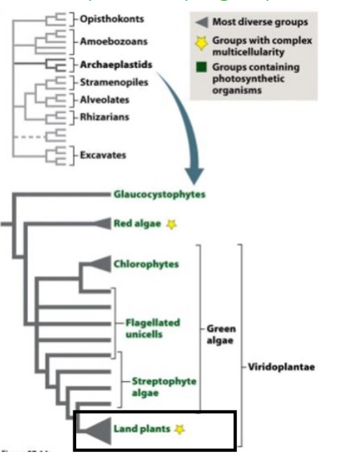 <p>Major group of eukaryotes includes <strong>all plants</strong> and several types of algae. These organisms gained the ability of photosynthesis through endosymbiosis of cyanobacteria.</p><ul><li><p>Red algae</p></li><li><p>Green algae and all land plants</p></li></ul><p></p>