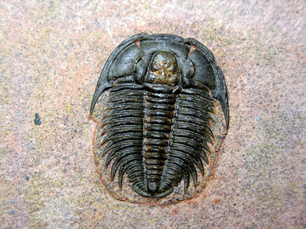 <p>an extinct subphylum of phylum arthropoda. </p>